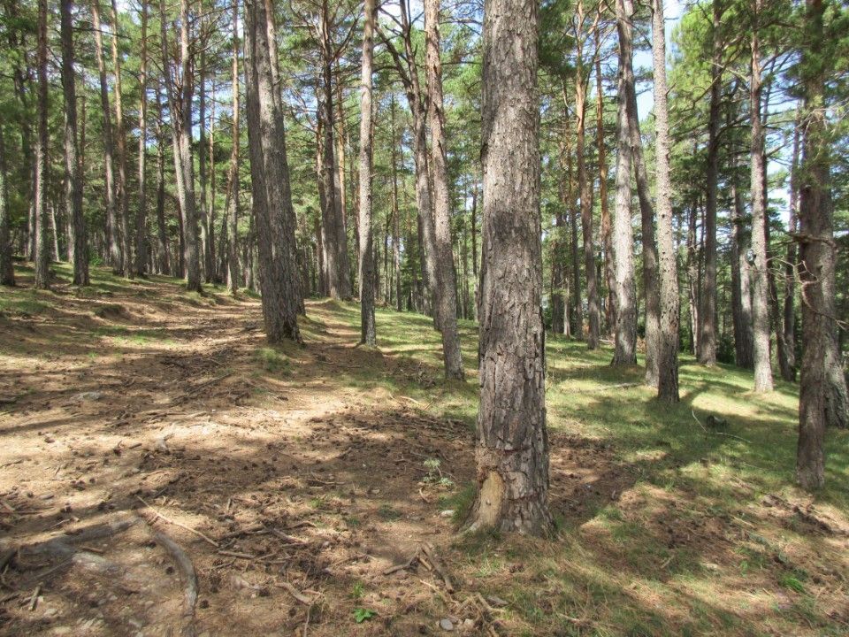 Mäntymetsää Kataloniassa.