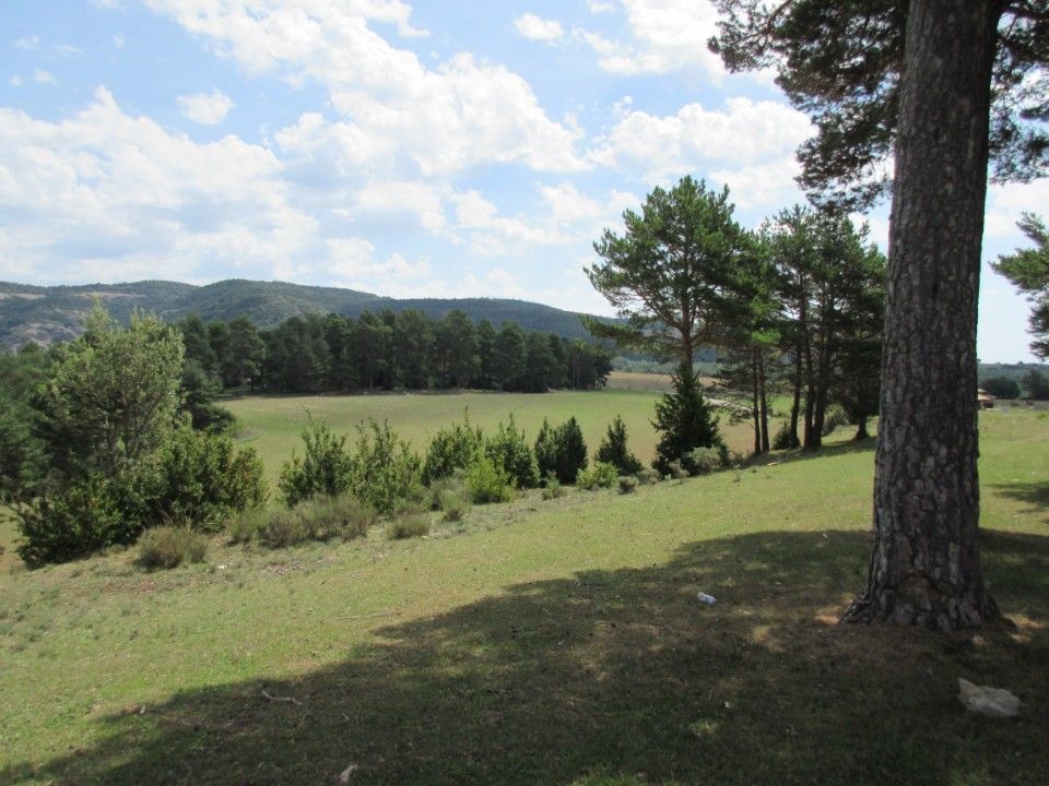 Puita ja avaraa luontoa.