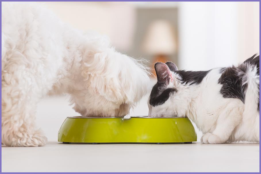 Service à la personne à Vitrolles soins et garde d'animaux