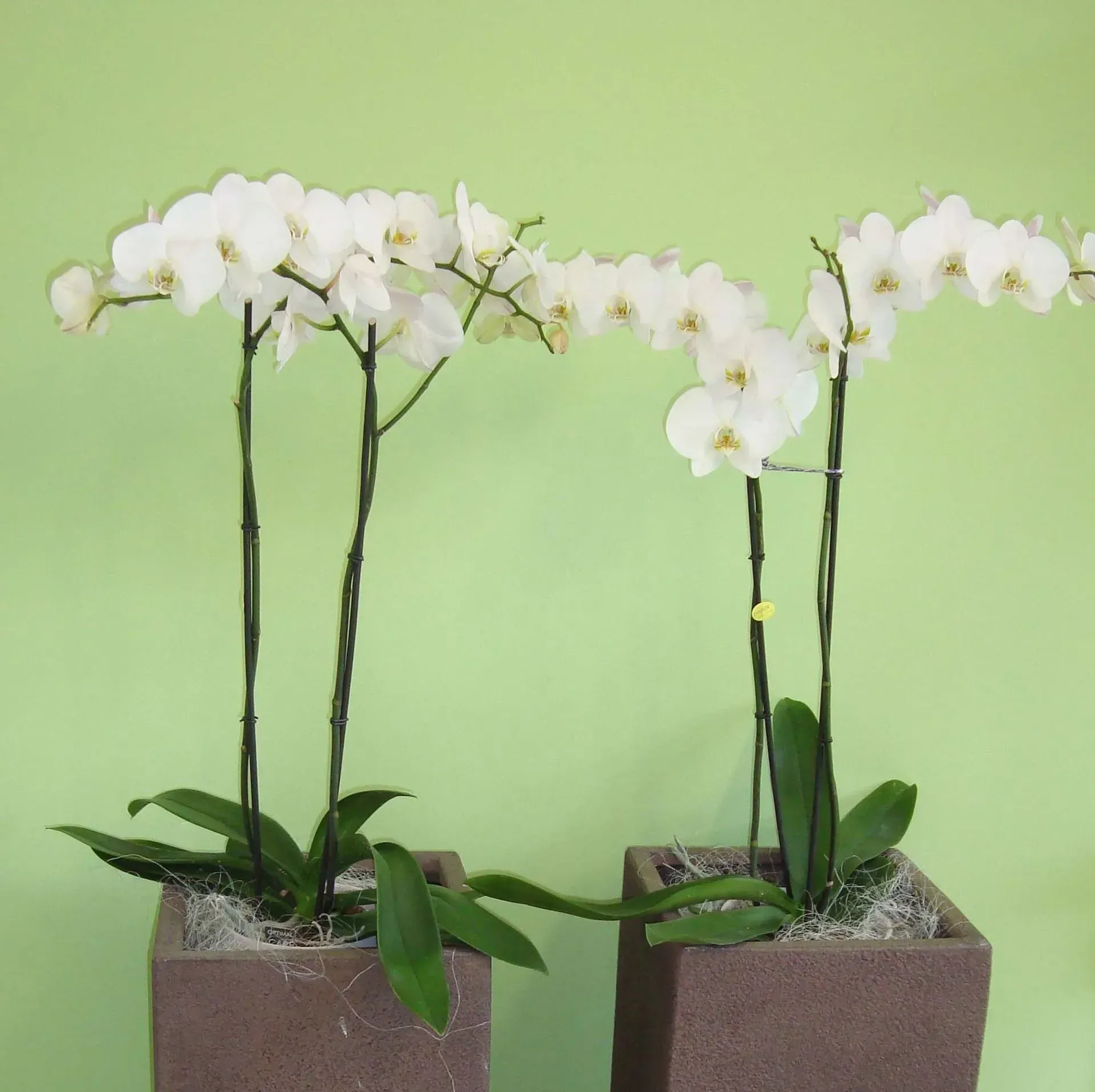 Zwei Topfpflanzen mit weißen Blüten vor einer grünen Wand, Dentaltechnik Claudia Meier