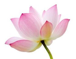 Lotus - Kae-Thaimassage Kloten und Bülach