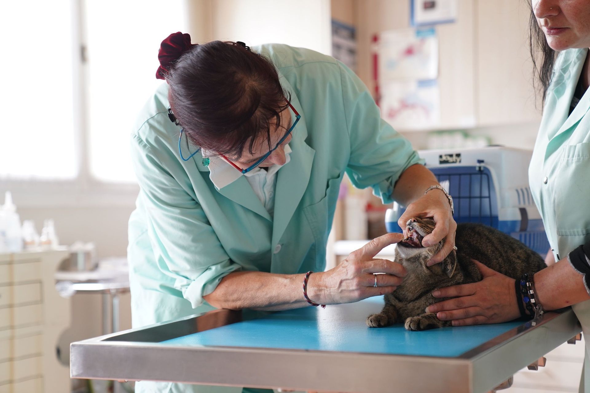 Katzentierarzt - Tierarztpraxis Glaus