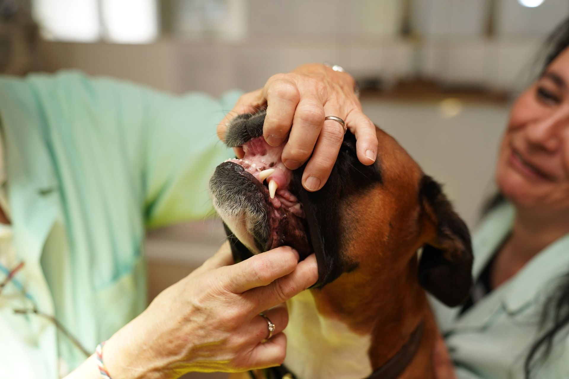 Untersuchungszimmer - Tierarztpraxis Glaus