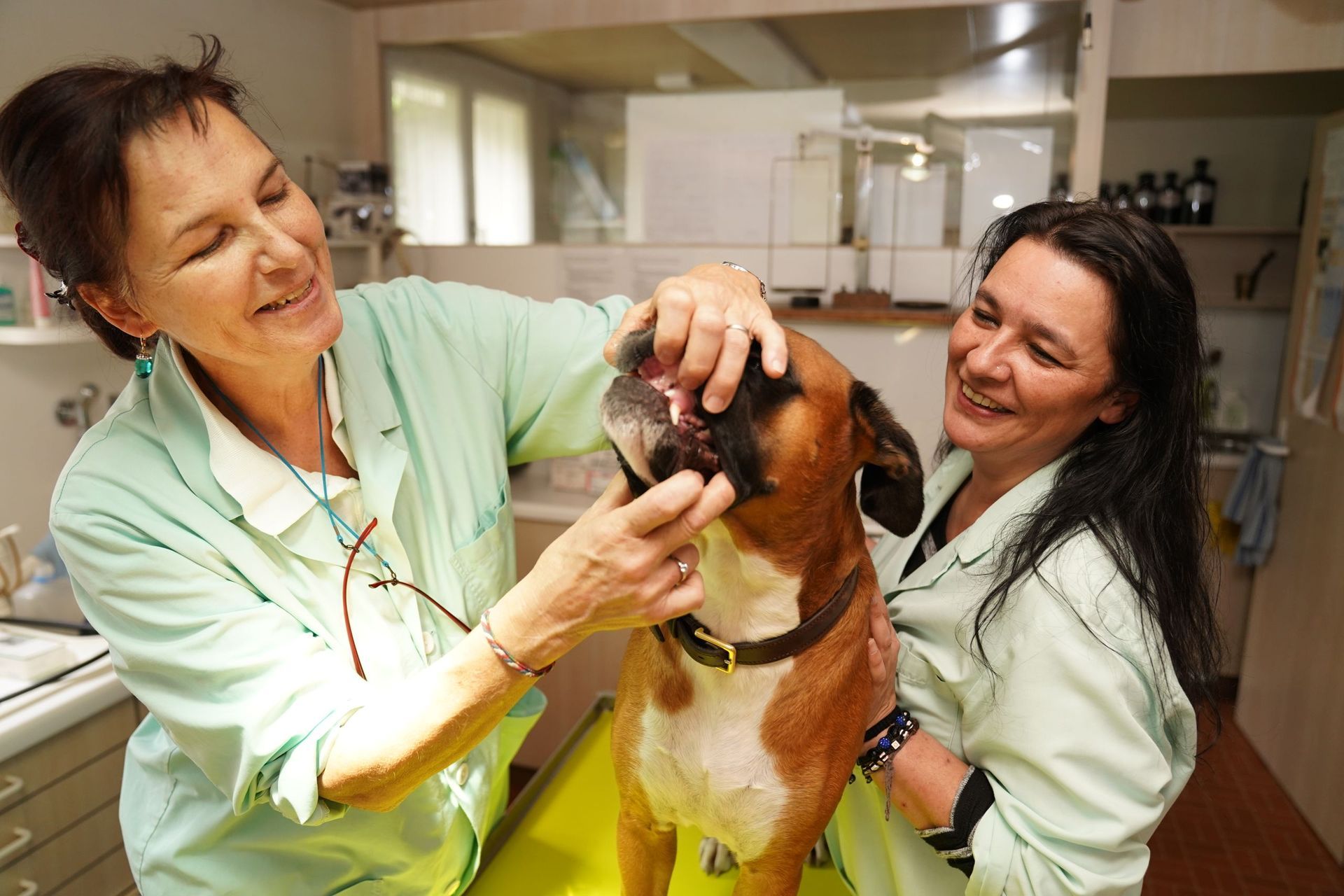 Behandlungszimmer - Tierarztpraxis Glaus