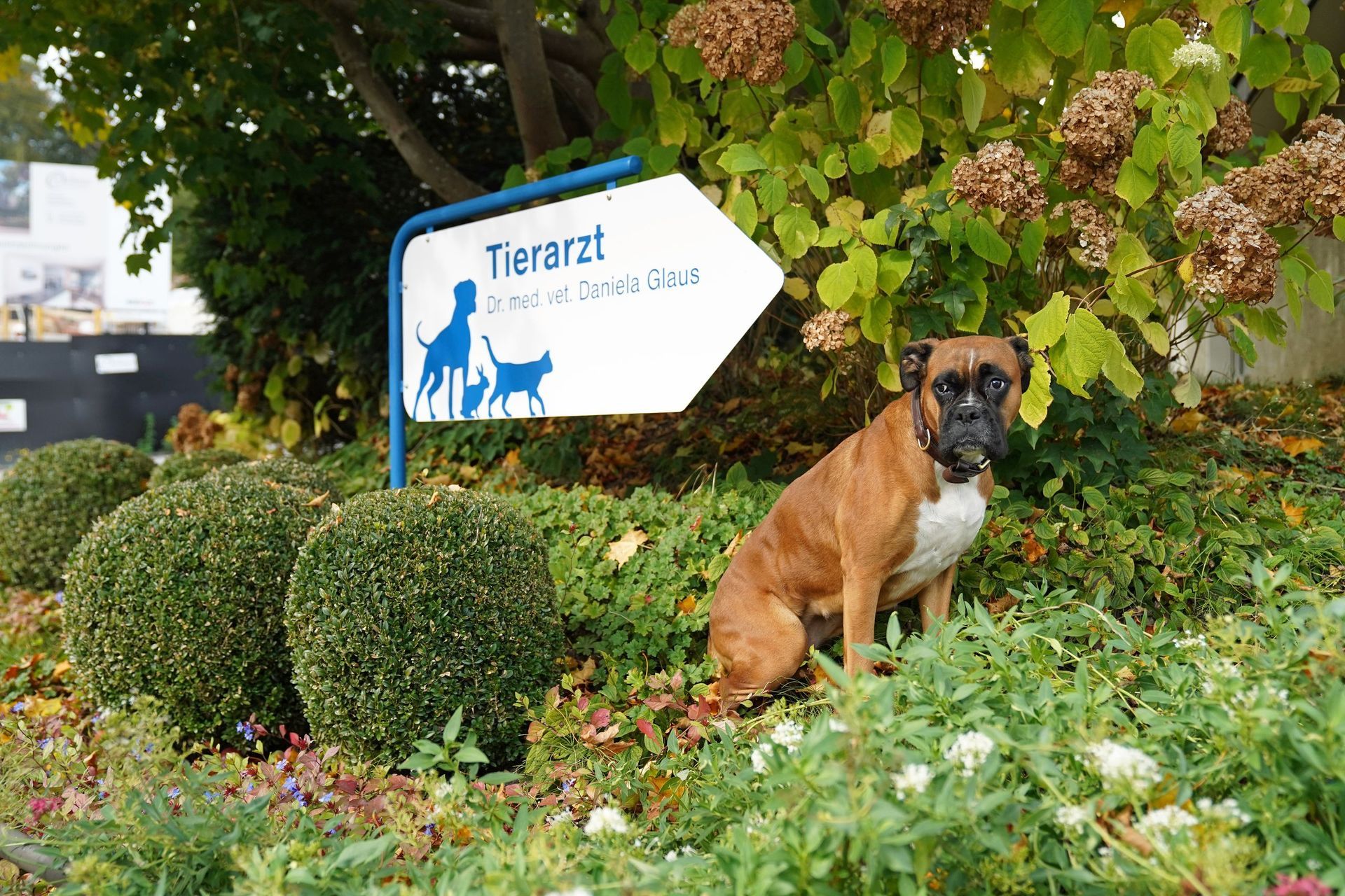 Behandlung von Hunden und Katzen - Tierarztpraxis Glaus