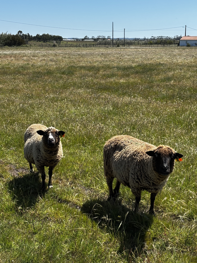 Duas ovelhas em pé num campo gramado ensolarado sob um céu claro.