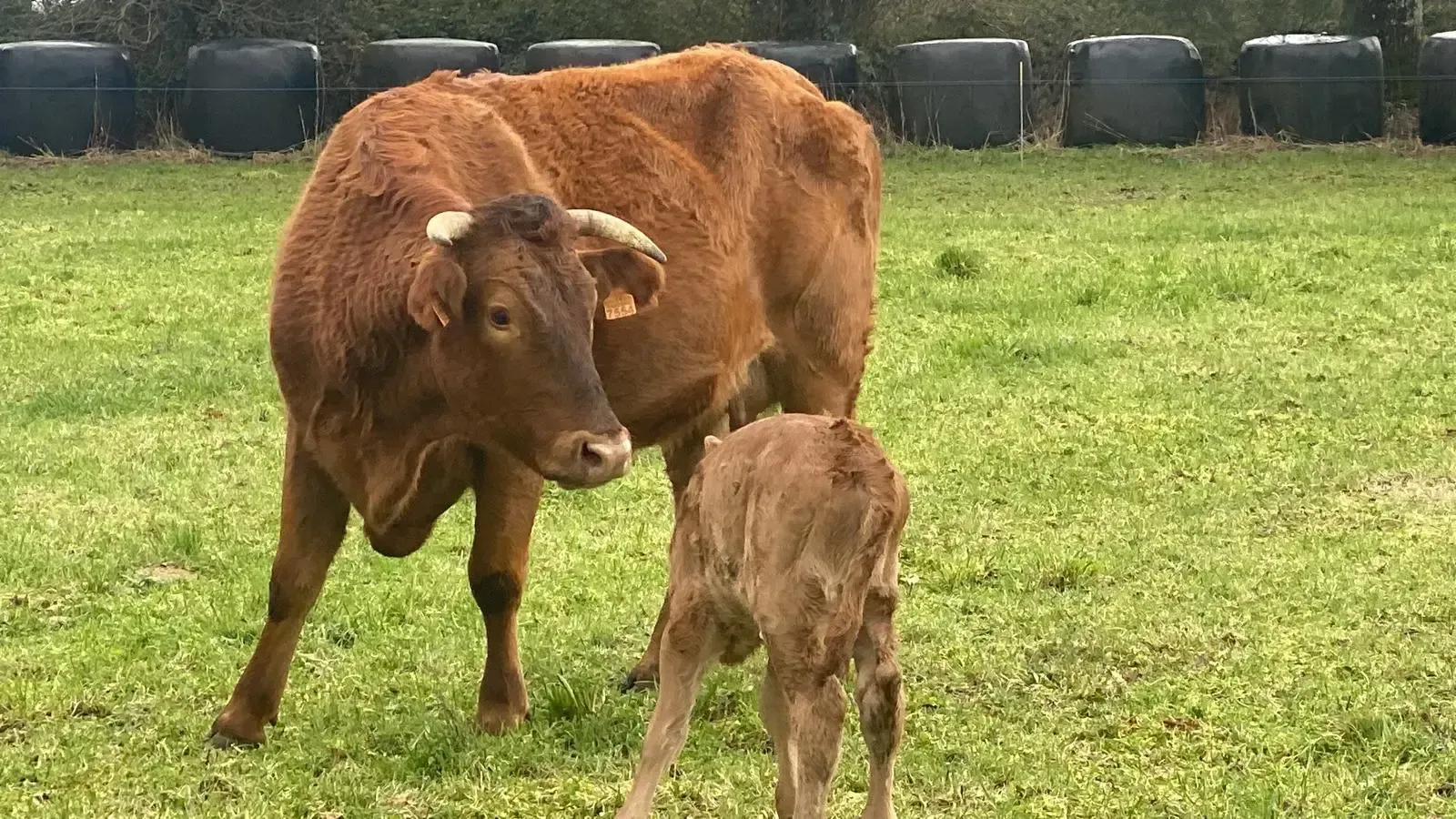 Vaca marrón de pie detrás de un ternero en un prado verde.