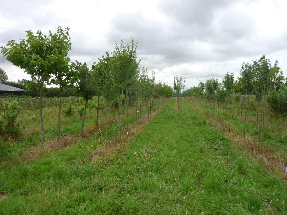 Arbres fruitiers tiges et ½ tiges