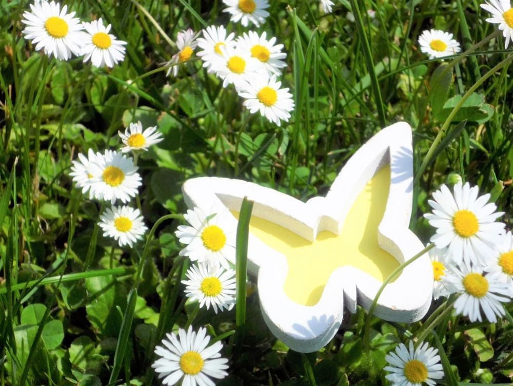Ein weißer Schmetterling liegt in einem Feld mit Gänseblümchen | Dr. med. Ute Angelika Sartorius Psychotherapie