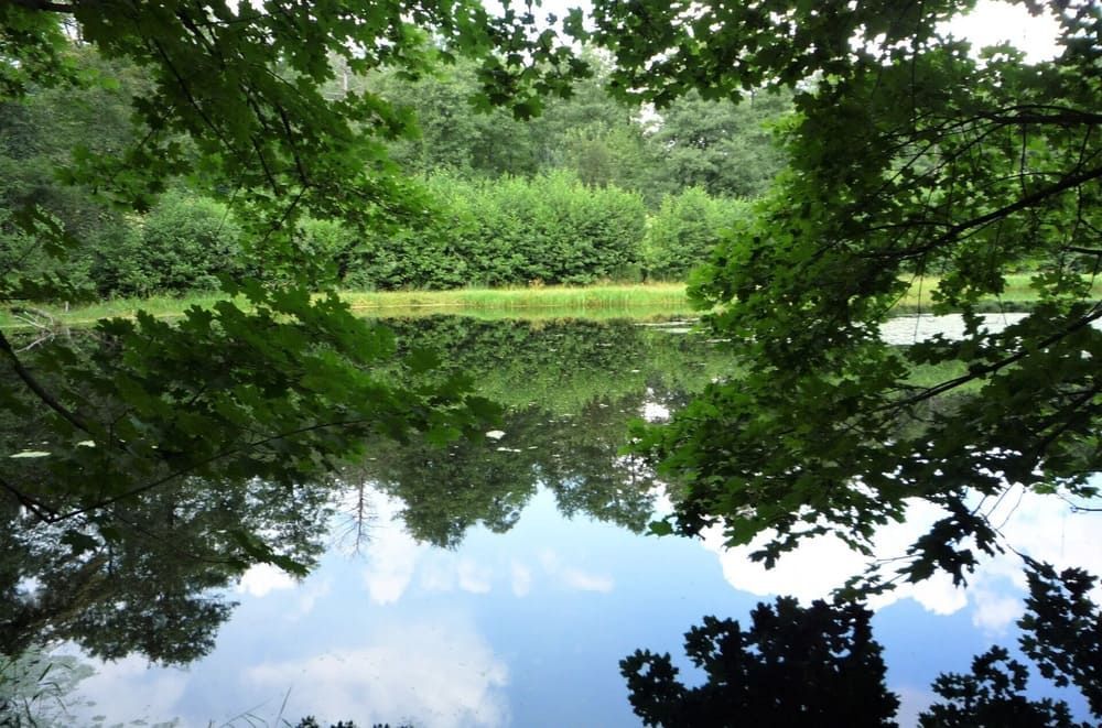 Ein See umgeben von Bäumen, mit Bäumen, die sich im Wasser spiegeln | Dr. med. Ute Angelika Sartorius Psychotherapie