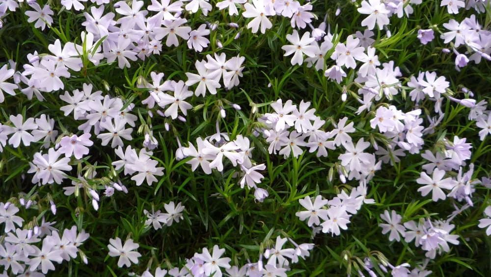 Ein Feld mit vielen kleinen weißen Blumen und grünen Blättern | Dr. med. Ute Angelika Sartorius Psychotherapie