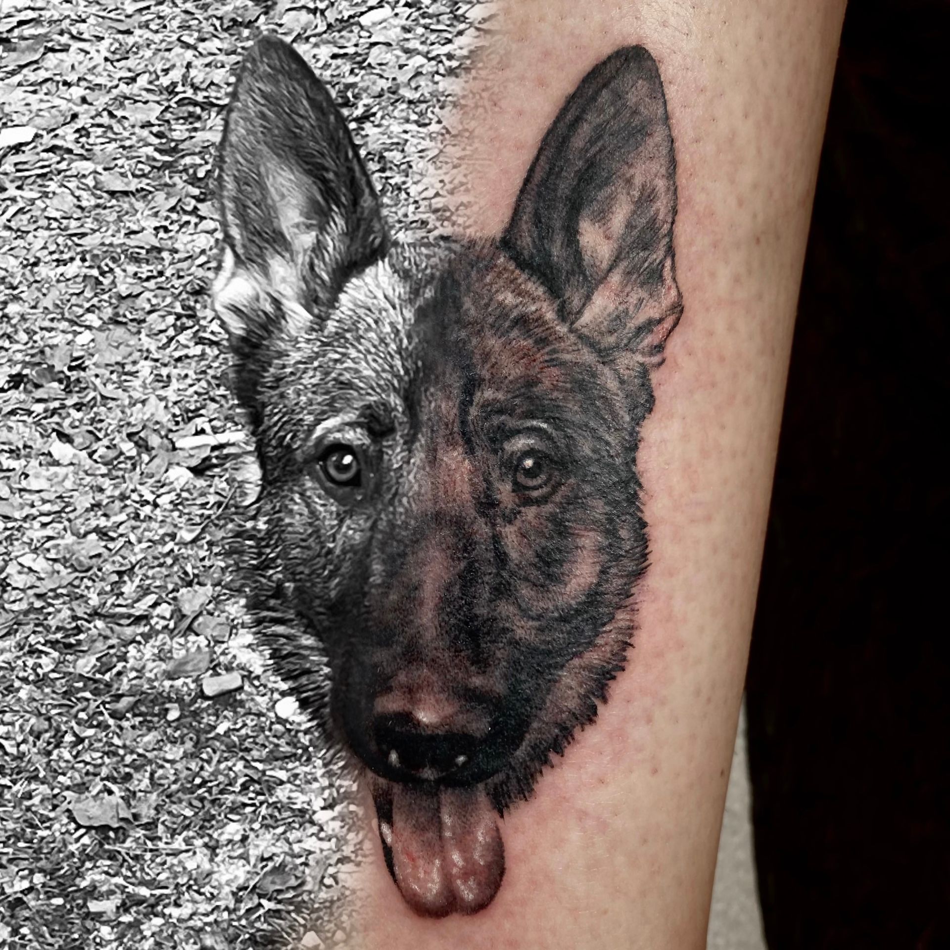 Vergleichendes Referenzfoto eines Schäferhunds mit dem fertigen, realistischen Tattoo