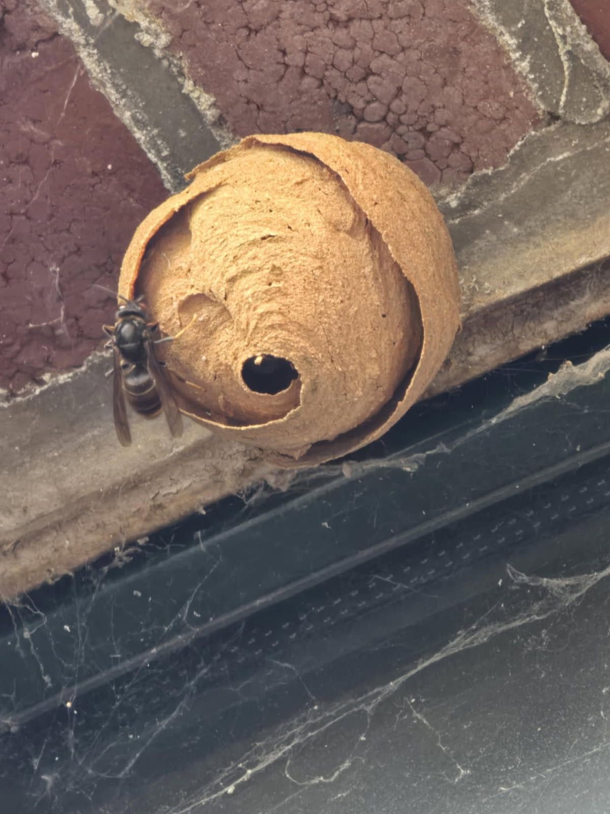 Nid de guêpes en hauteur