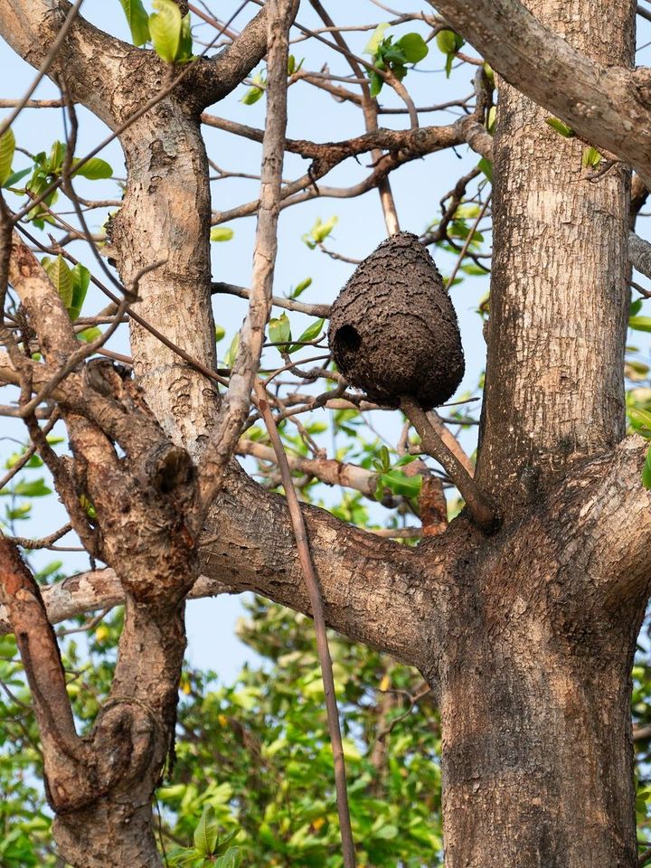 Nid de frelons dans un arbre