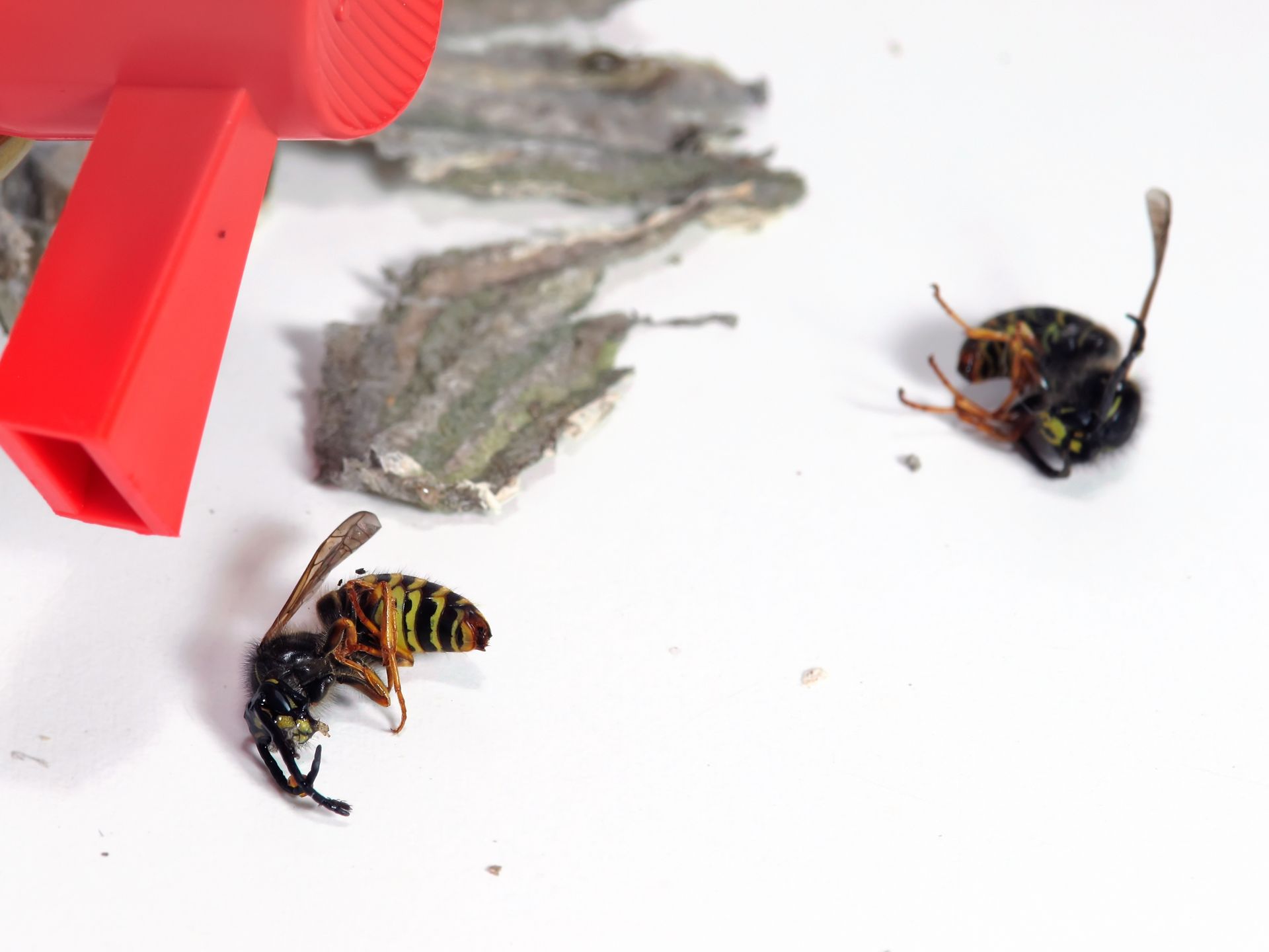 Guêpes mortes après traitement