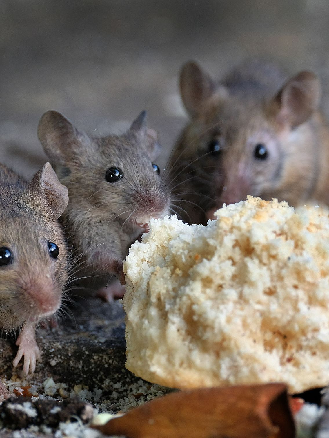 Trois souris qui mangent du pain