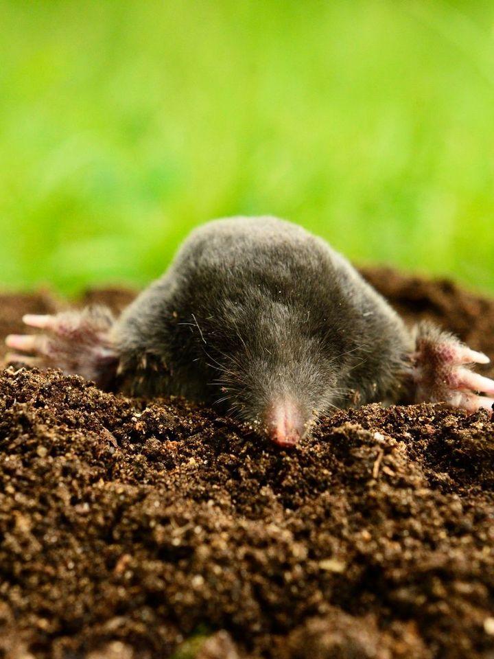 Une taupe sortant de son trou