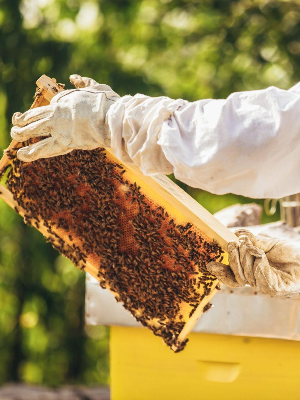 Apiculteur avec un cadre de miel dans les mains et des abeilles sont sur ce cadre