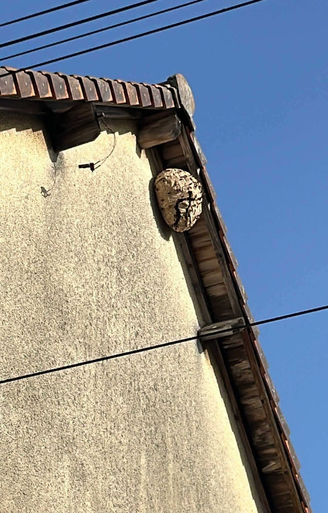 Nid de frelons sous une toiture en en extérieur