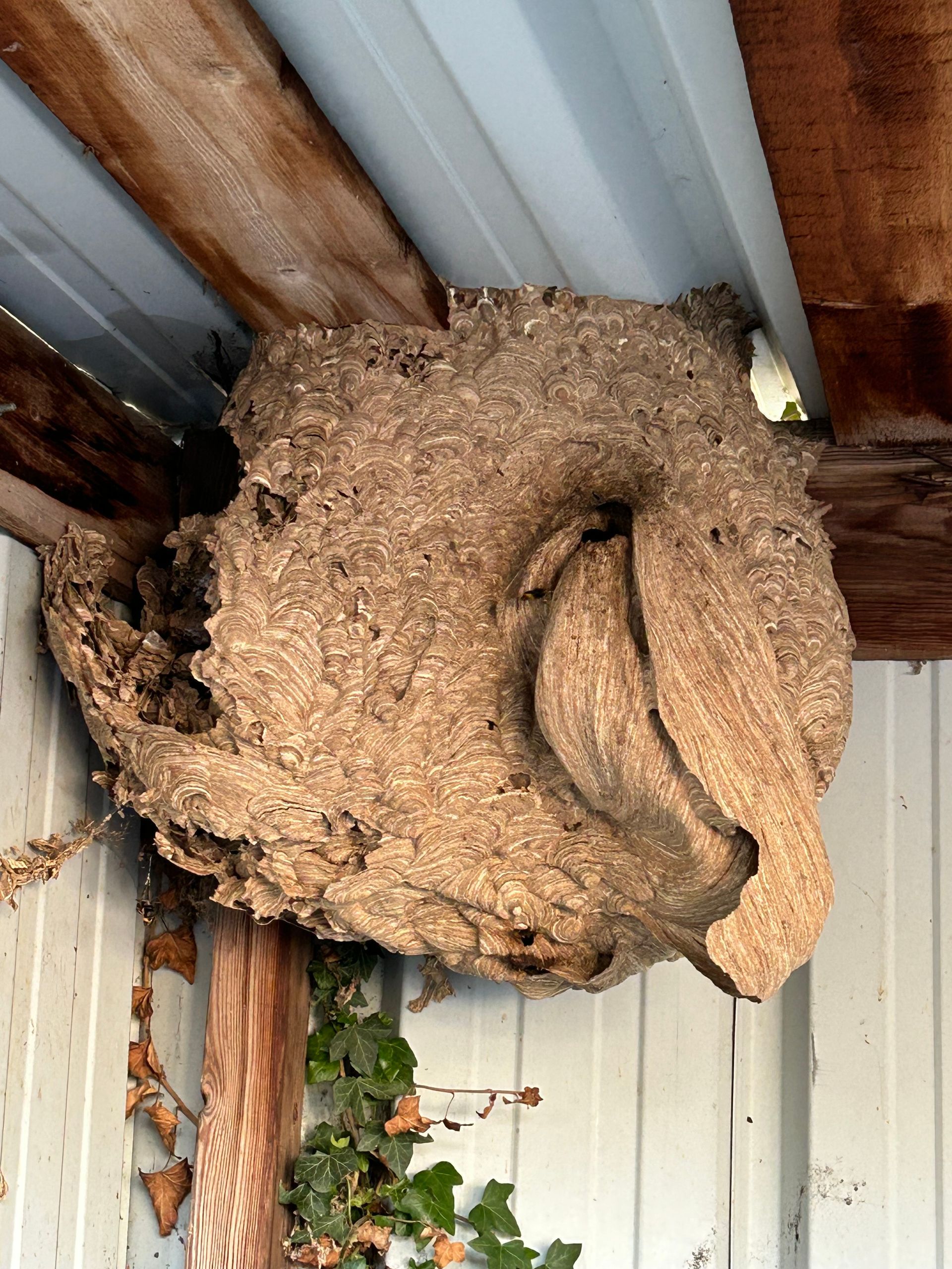 Nid de frelons en hauteur dans un coin d'abris en taule