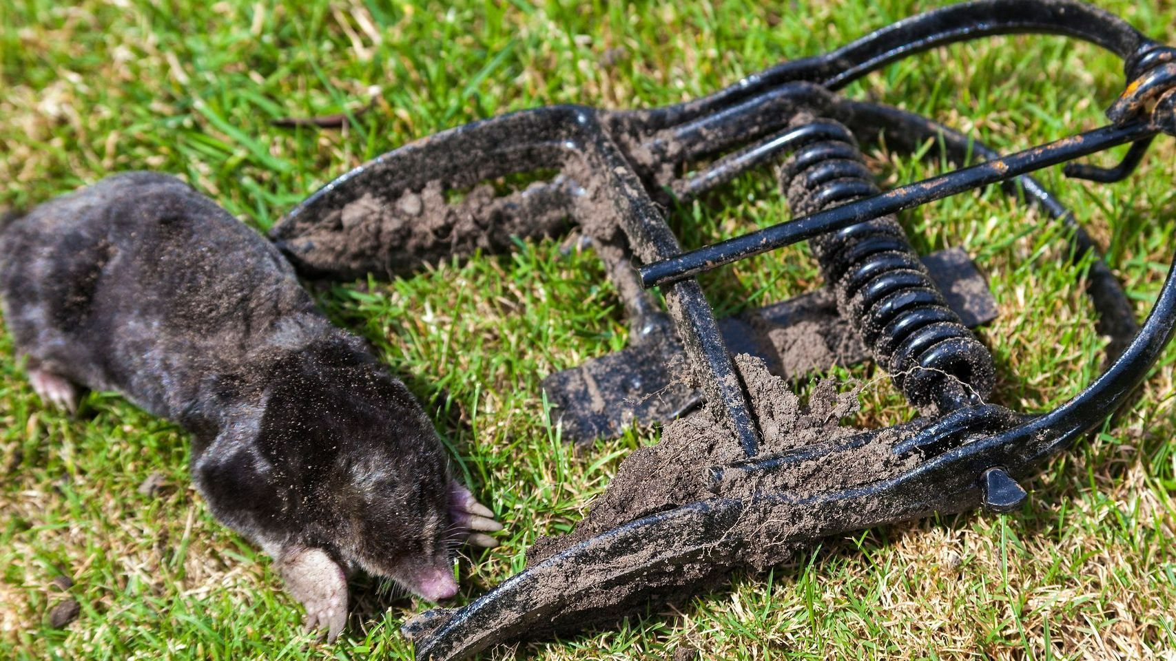 Piège ayant attrapé une taupe