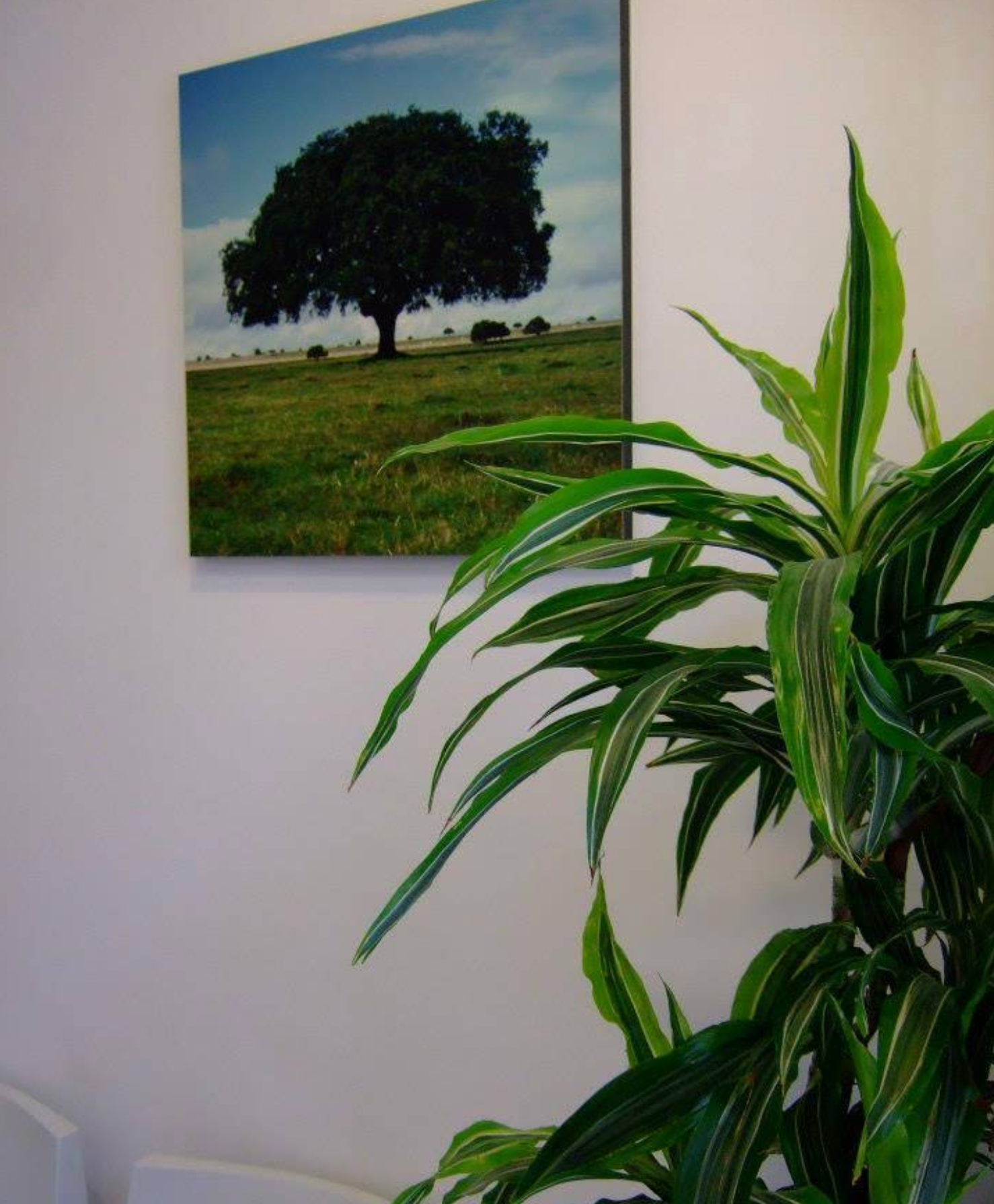 Una imagen de un árbol colgado en una pared junto a una planta.