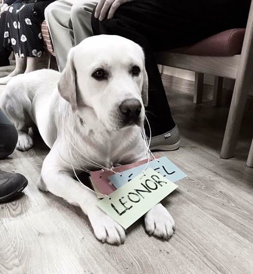 Un perro blanco con una placa que dice Leonorl.
