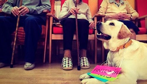 Un perro está sentado en el suelo delante de un grupo de personas mayores.