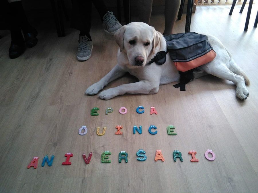 Un perro está tumbado en el suelo junto a un cartel que dice aniversario.