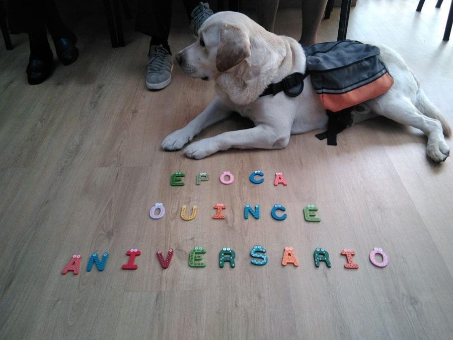Un perro está acostado en un piso de madera con la palabra aniversario escrita en él.