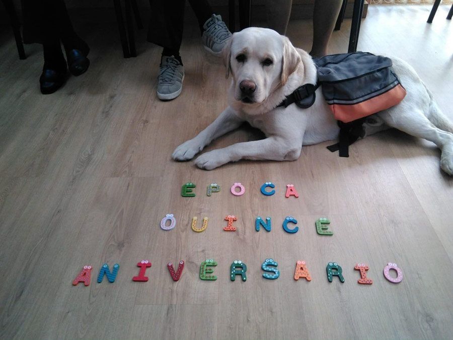 Un perro está acostado en un piso de madera junto a un cartel que dice aniversario.