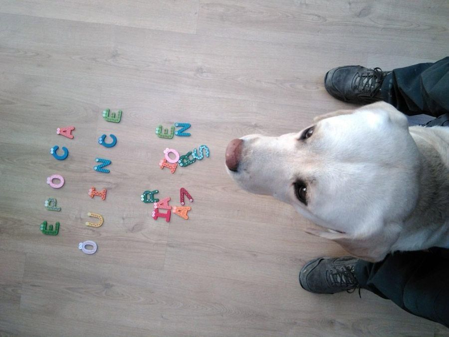 Un perro está mirando un montón de letras en el suelo.
