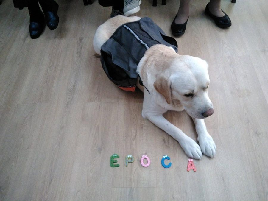 Un perro tirado en el suelo con la palabra epoca escrita en el suelo.