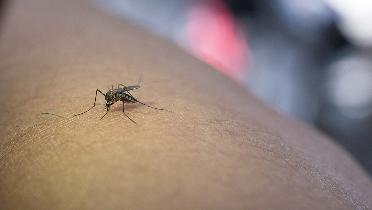 Un moustique posé sur un bras