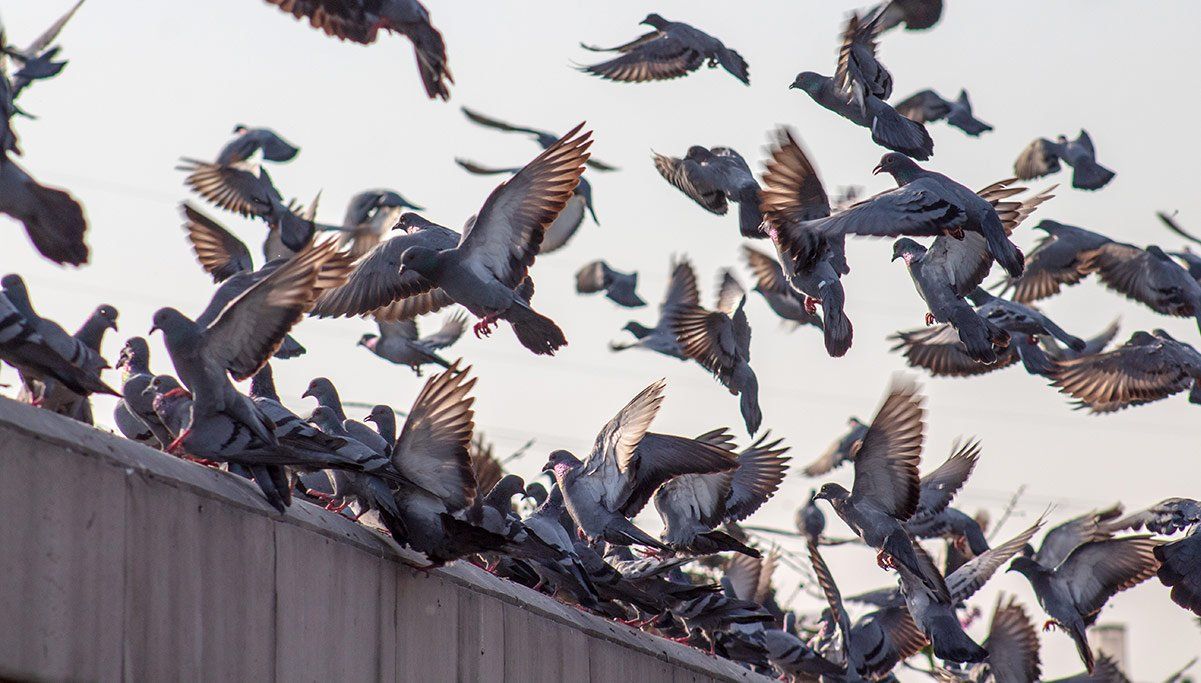 rassemblement de pigeons