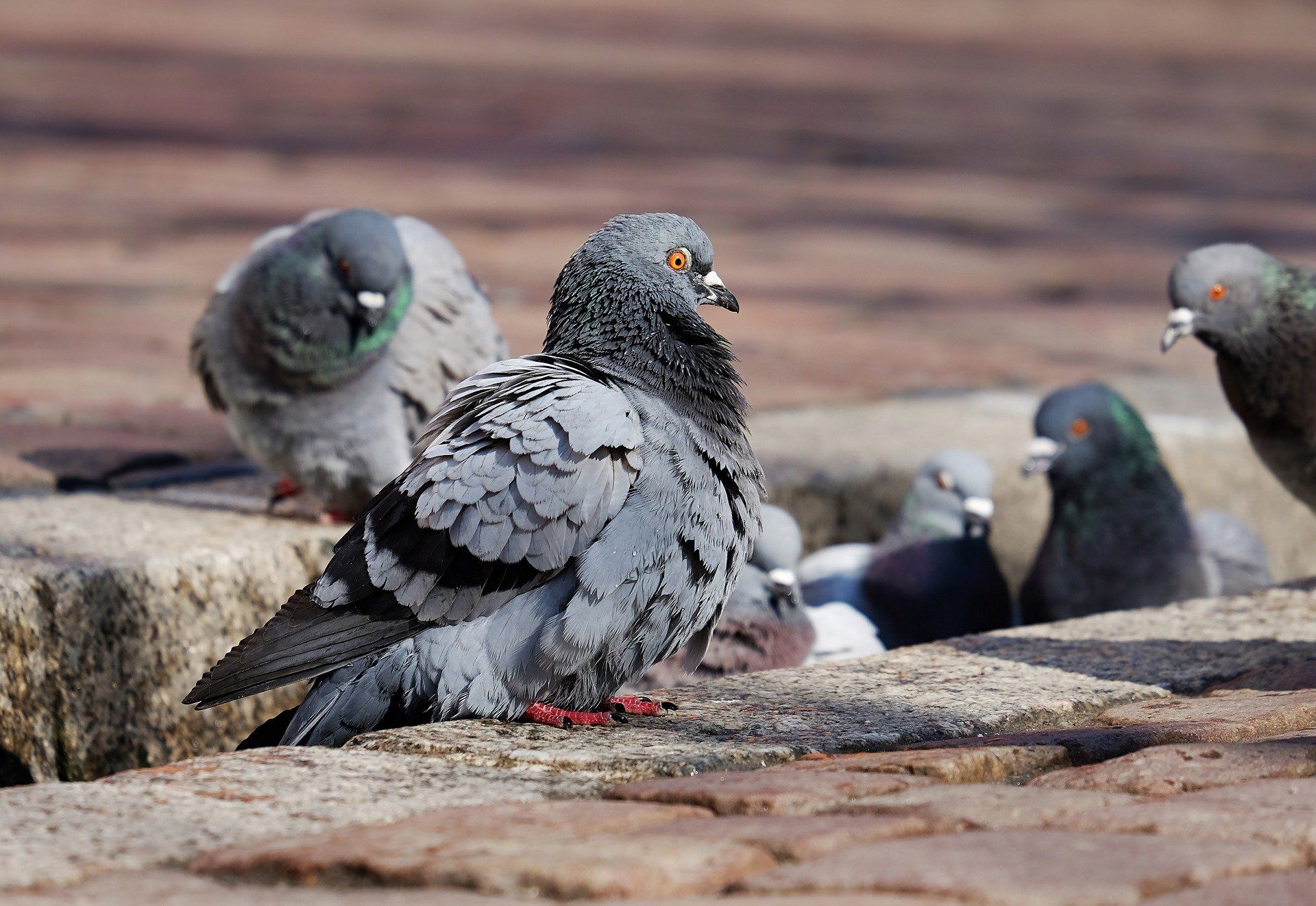 groupe de 6 pigeons sur le trottoir