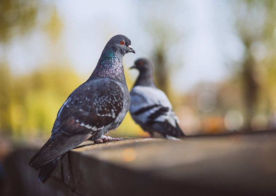 un couple de pigeons