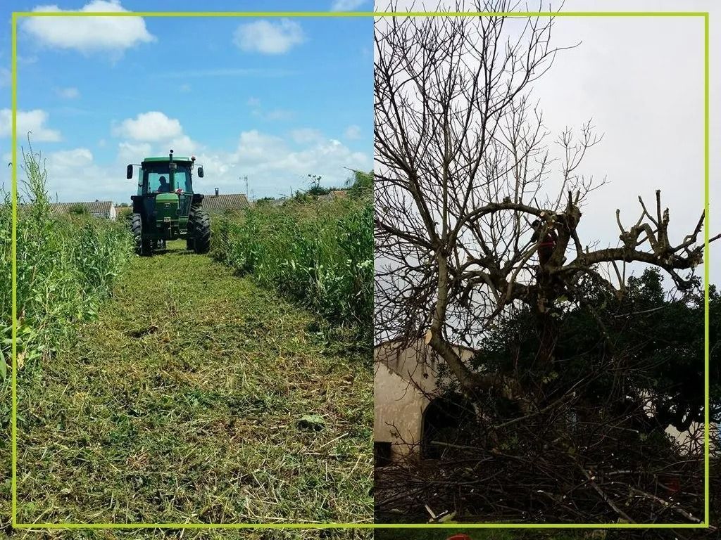 Un tracteur coupe la végétation dans un champ ; un arbre aux branches taillées se trouve sur le côté droit