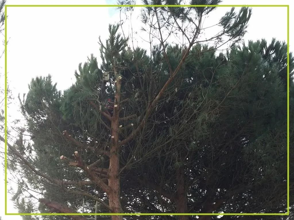 Pin aux aiguilles vert foncé et au tronc brun se détachant sur un ciel lumineux