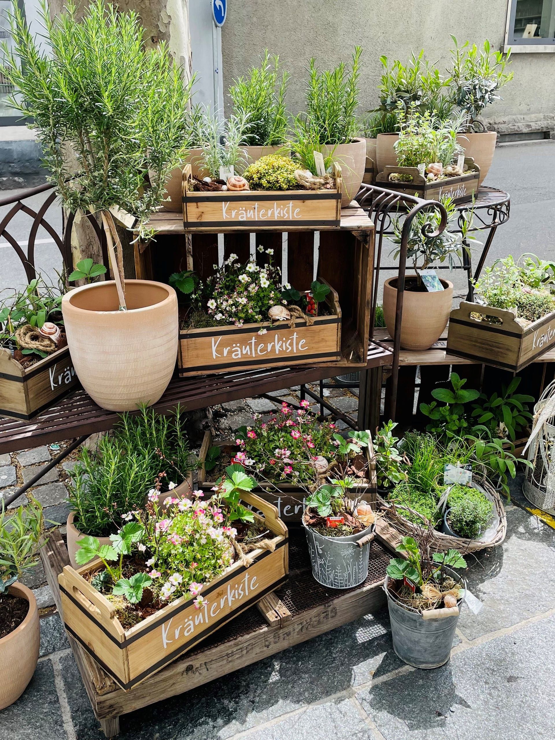 Ein Haufen Topfpflanzen steht auf Holzkisten.