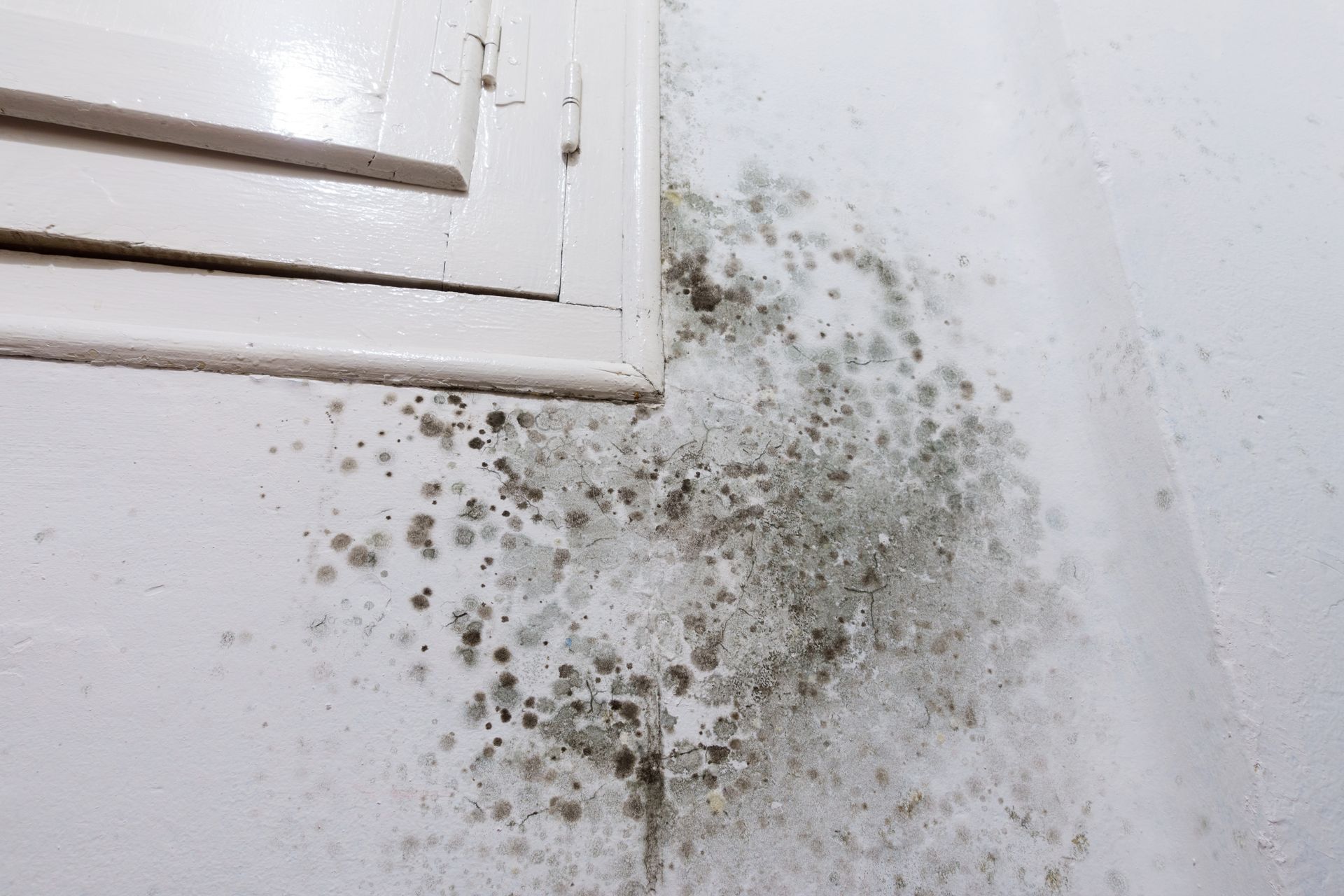 Taches de moisissure noire sur un mur blanc près d'un cadre de fenêtre.