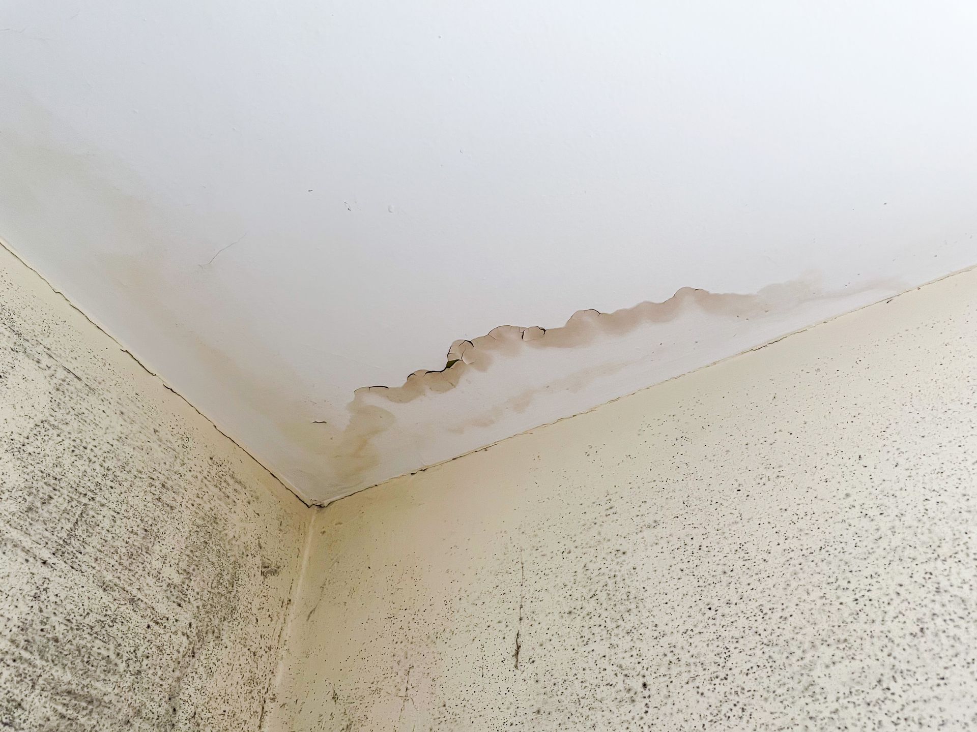 Coin de plafond taché avec peinture écaillée et moisissure sur des murs clairs.