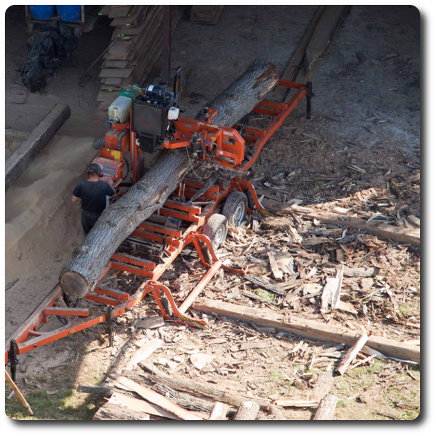 Abattage et sciage de chêne