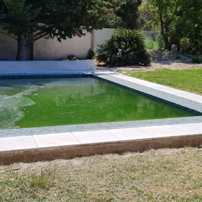 Una piscina con muchas algas verdes.