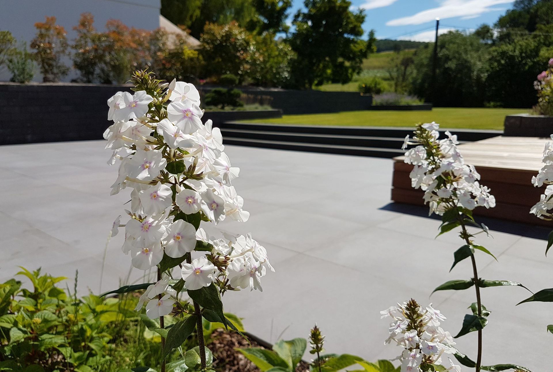 Eine Nahaufnahme von weißen Blumen in einem Garten