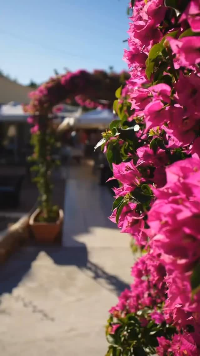 Un ramo de flores rosas crecen en un arbusto.