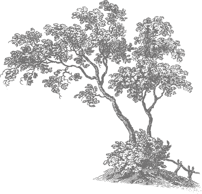 Illustration arbre