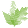 Feuille maron