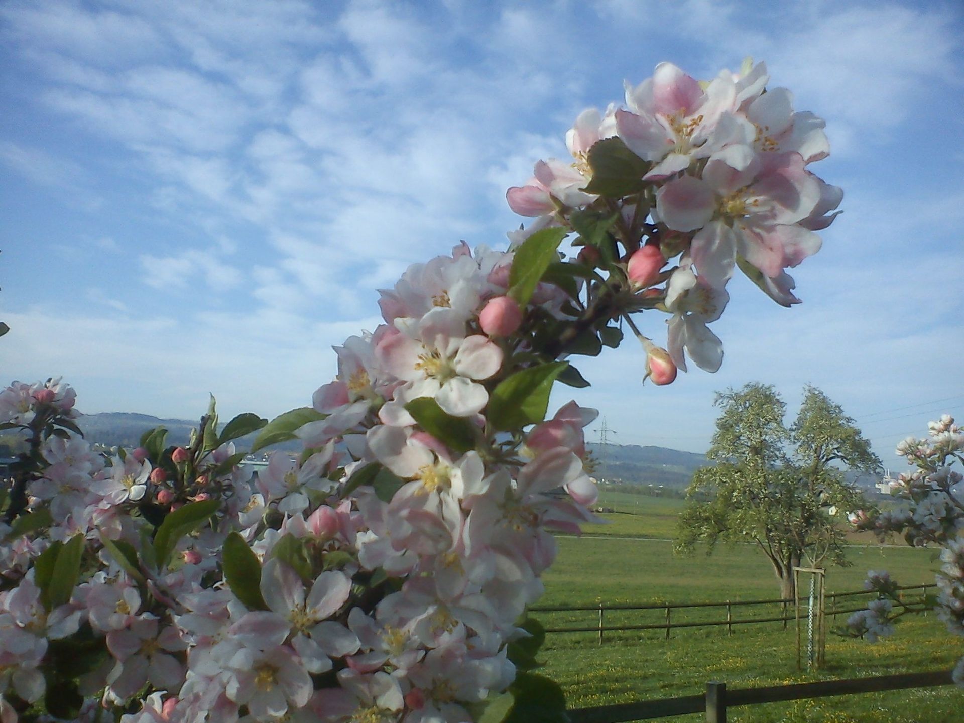 Flowers – Marcel Beerli