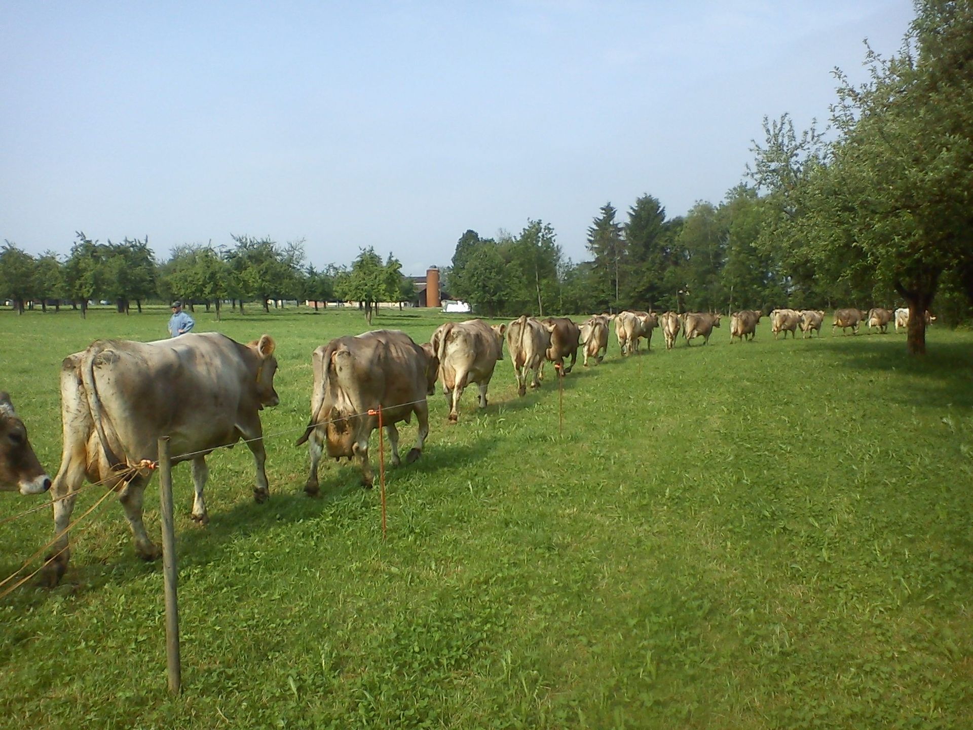 Cows – Marcel Beerli